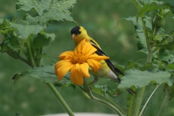 Tithonia with goldfinch